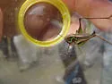 Short-winged Shieldback