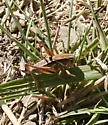 Short-winged Shieldback - photo 2