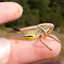 Short-winged Shieldback - photo 4