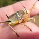 Short-winged Shieldback - photo 5