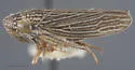 Decua cucurbita