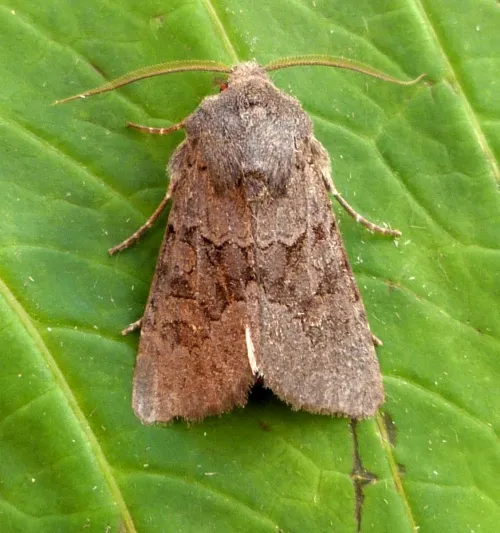Deep-brown Dart