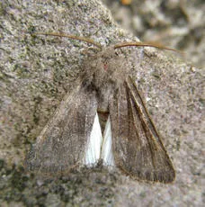 Deep-brown Dart - photo 2