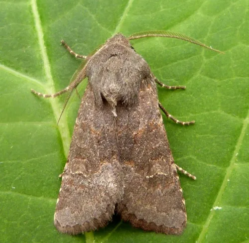 Deep-brown Dart - photo 3