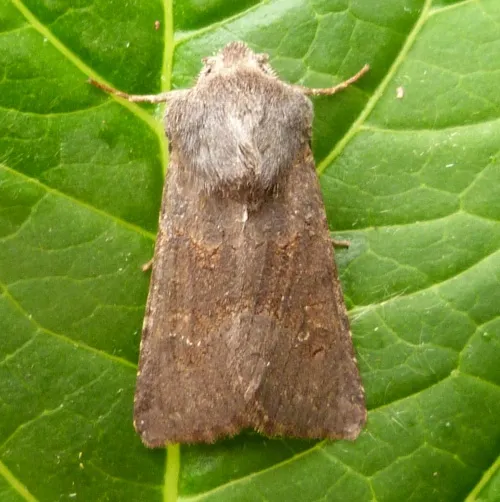 Deep-brown Dart - photo 4