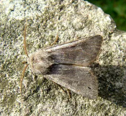 Deep-brown Dart - photo 5