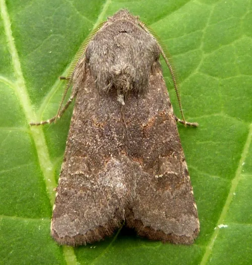 Deep-brown Dart - photo 6