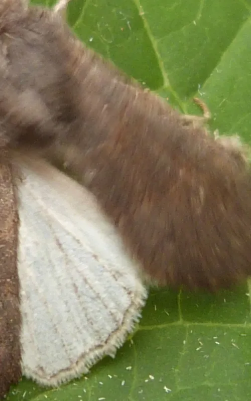 Deep-brown Dart - photo 7