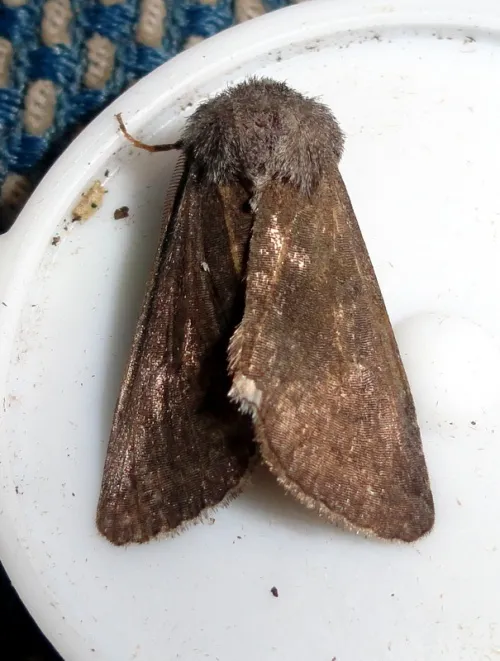 Deep-brown Dart - photo 8