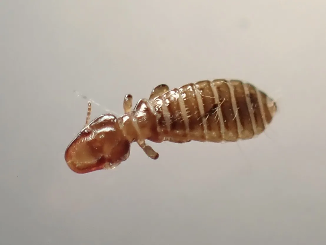 Degeeriella fulva - photo 3