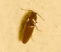 Deilelater atlanticus - photo 2