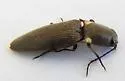 Deilelater ustulatus - photo 2