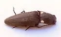 Deilelater ustulatus - photo 3