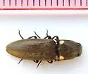 Deilelater ustulatus - photo 4