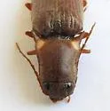 Deilelater ustulatus - photo 5