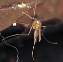 Deinocerites cancer - photo 3