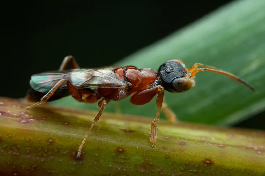 Deinodryinus atriventris