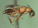 Deinodryinus paradoxus