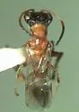 Deinodryinus paradoxus - photo 2