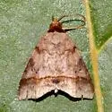 Deinopa angitia - Hodges#8590.2