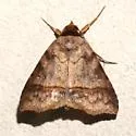 Deinopa angitia - Hodges#8590.2 - photo 2