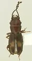 Deinophloeus impressifrons