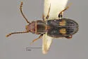 Deinophloeus impressifrons - photo 2