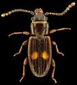 Deinophloeus impressifrons - photo 3