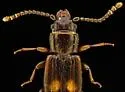Deinophloeus impressifrons - photo 4