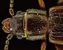 Deinophloeus impressifrons - photo 5