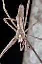 Deinopis aurita