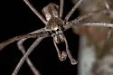Deinopis aurita - photo 2