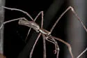 Deinopis aurita - photo 3