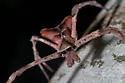 Deinopis aurita - photo 4