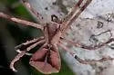 Deinopis aurita - photo 5