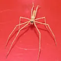 Ogrefaced spider