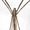 Ogrefaced spider - photo 3