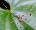 Ogrefaced spider - photo 4