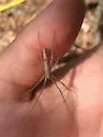 Ogrefaced spider - photo 5