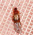 Deinopteroloma pictum