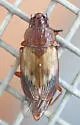 Deinopteroloma pictum - photo 2