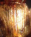 Deinopteroloma pictum - photo 3