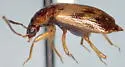 Deinopteroloma pictum - photo 4