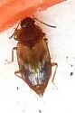 Deinopteroloma subcostatum - photo 3
