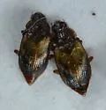Deinopteroloma subcostatum - photo 4