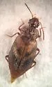 Deinopteroloma subcostatum - photo 5