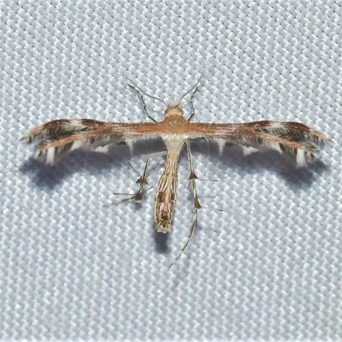 Gumweed Plume Moth - Hodges#6100