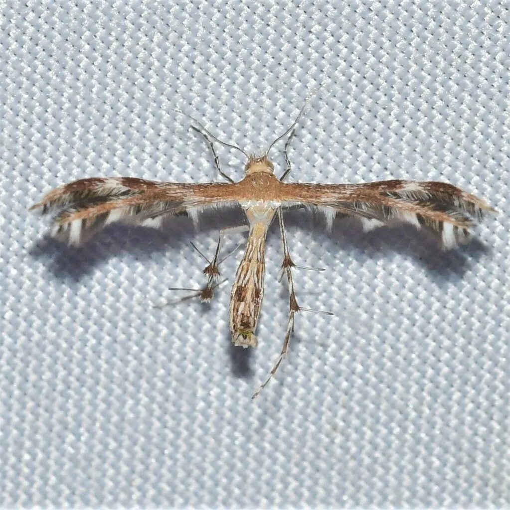 Gumweed Plume Moth - Hodges#6100 - photo 2