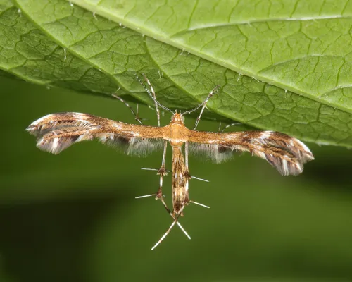 Lobed Plume Moth - photo 3