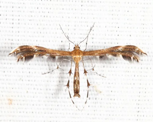 Lobed Plume Moth - photo 4
